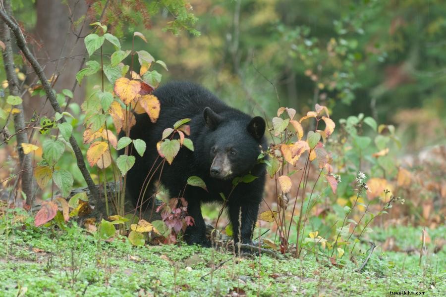 エリーでオオカミとクマに出会える3つの自然体験スポット