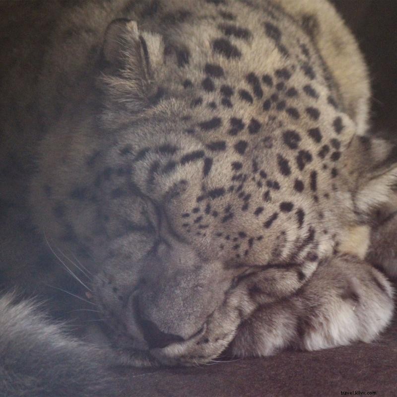 ミネソタ動物園で出会える5,000匹以上の動物たち