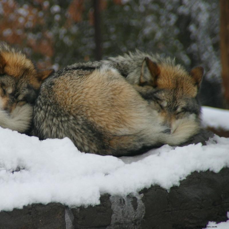ミネソタ動物園で出会える5,000匹以上の動物たち