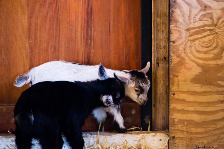 ミネソタ動物園で出会える5,000匹以上の動物たち