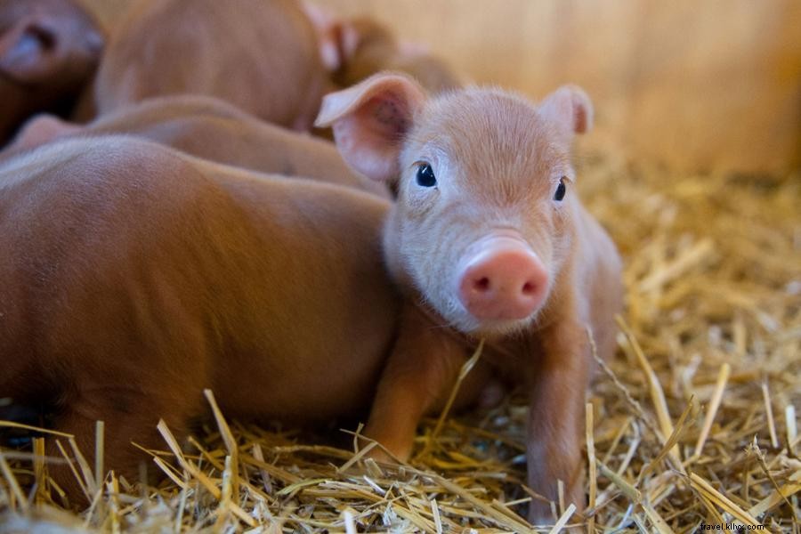 ミネソタ動物園で春に誕生した赤ちゃん動物たちを楽しむ