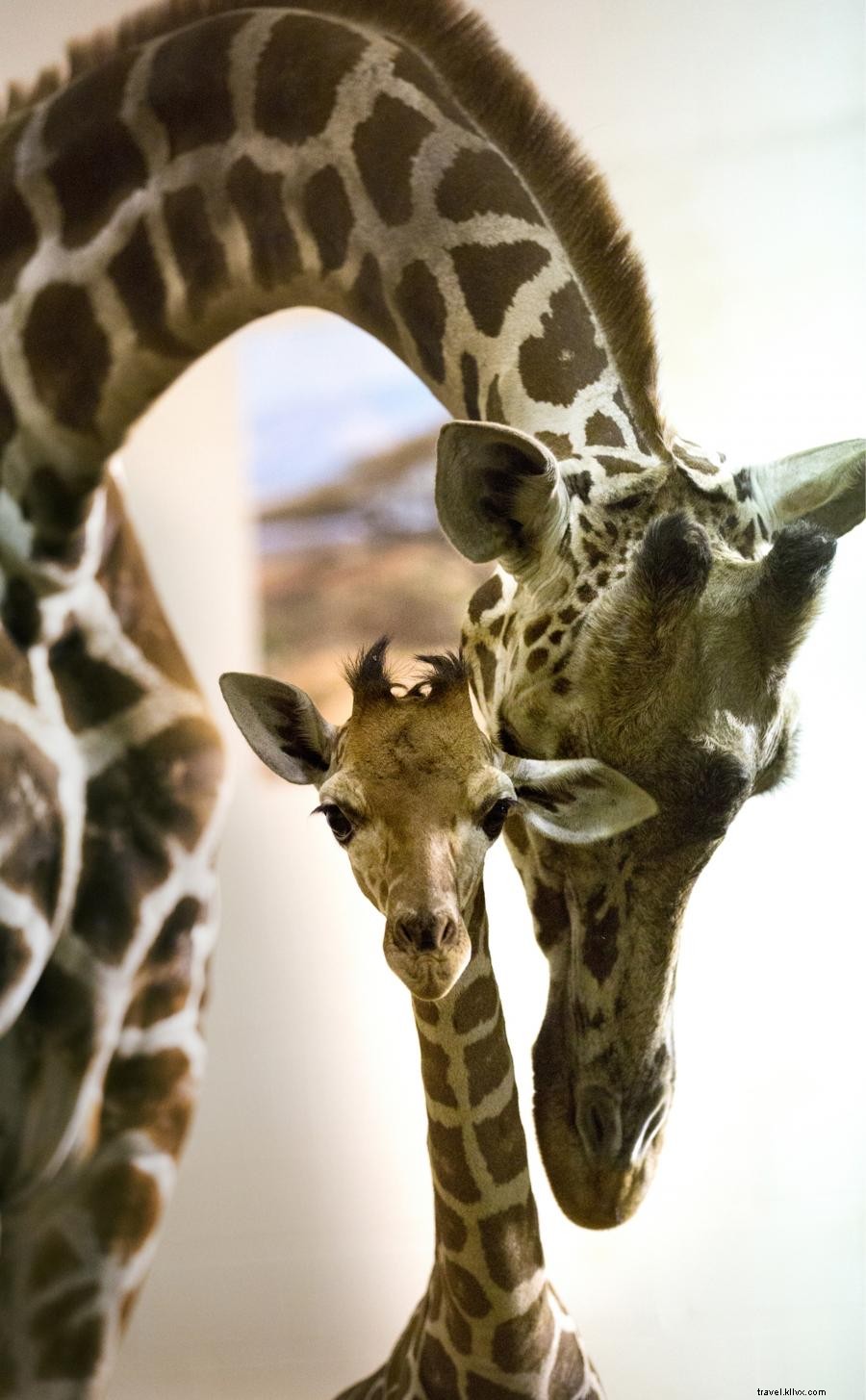 ミネソタ動物園で春に誕生した赤ちゃん動物たちを楽しむ