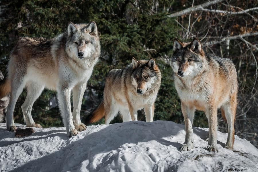 ミネソタでスノーモービルに乗りながら壮大な景色と野生動物を楽しむ