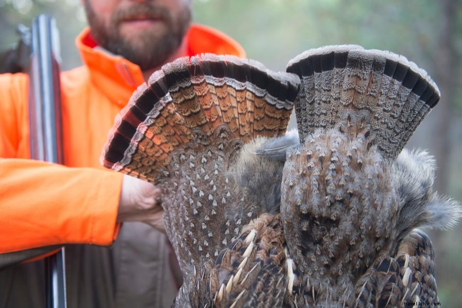 ミネソタ州で楽しむ高地鳥狩猟：ライチョウ、キジ、その他の鳥類