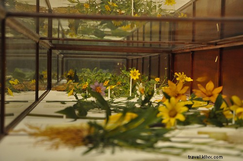 「ガラスの花」ハーバード自然史博物館で再び咲く
