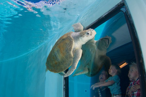 イルカと少年2が、クリアウォーター海洋水族館の素晴らしい取り組みを紹介
