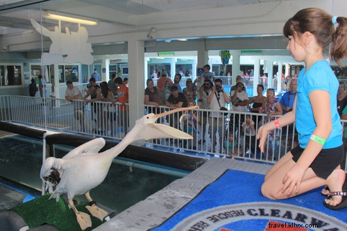 イルカと少年2が、クリアウォーター海洋水族館の素晴らしい取り組みを紹介