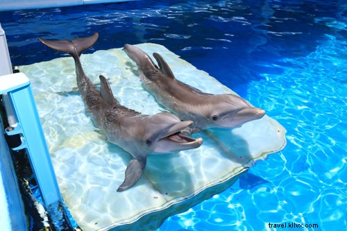 イルカと少年2が、クリアウォーター海洋水族館の素晴らしい取り組みを紹介