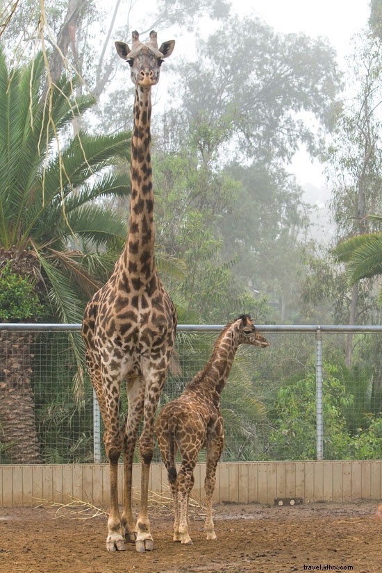 赤ちゃんが続々登場！春の動物園ニュース