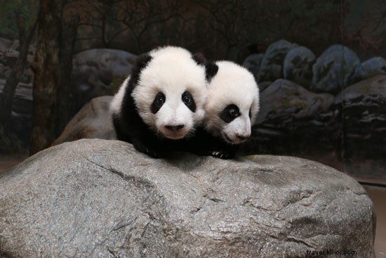 赤ちゃんが続々登場！春の動物園ニュース