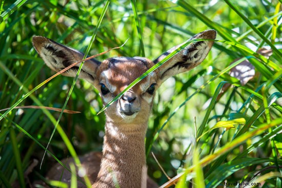 赤ちゃんが続々登場！春の動物園ニュース