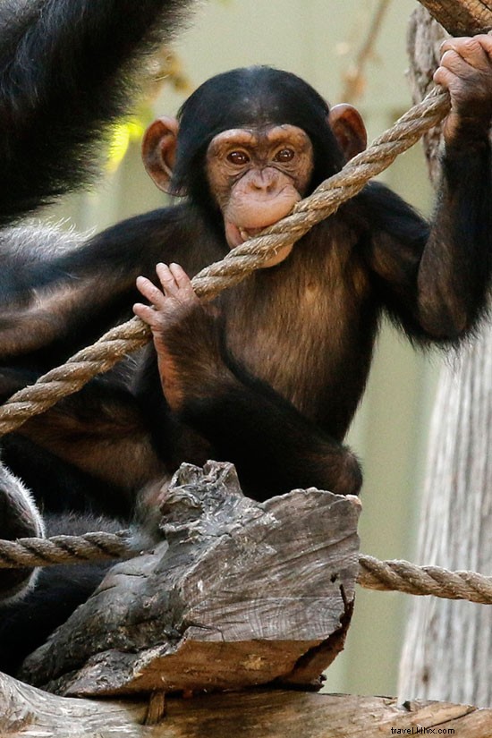赤ちゃんが続々登場！春の動物園ニュース