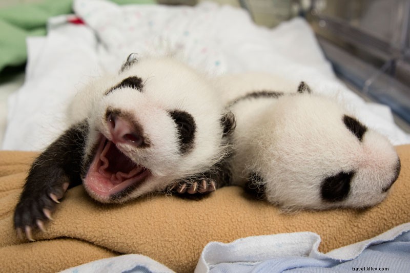 アトランタ動物園でパンダの双子を育てる