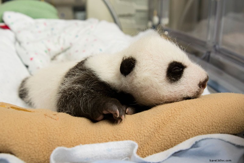 アトランタ動物園でパンダの双子を育てる