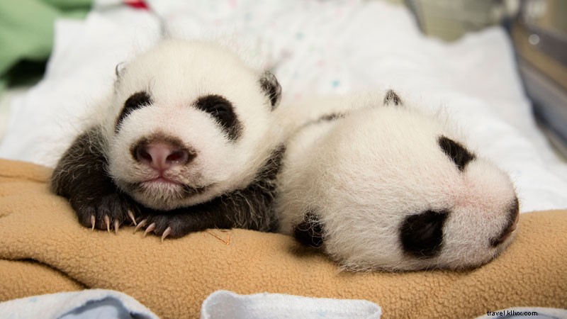 アトランタ動物園でパンダの双子を育てる