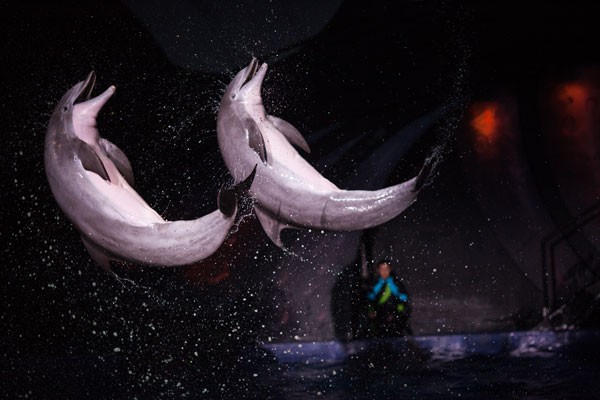 ジョージア水族館イルカトレーナー・アンディ・ホーンへのインタビュー