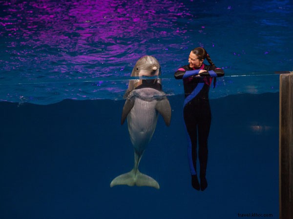 ジョージア水族館イルカトレーナー・アンディ・ホーンへのインタビュー