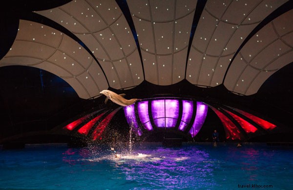 ジョージア水族館イルカトレーナー・アンディ・ホーンへのインタビュー