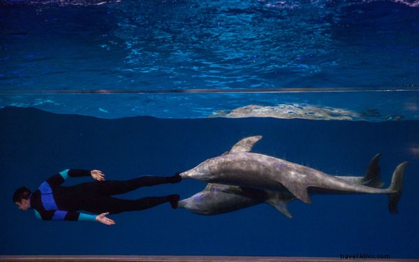 ジョージア水族館イルカトレーナー・アンディ・ホーンへのインタビュー