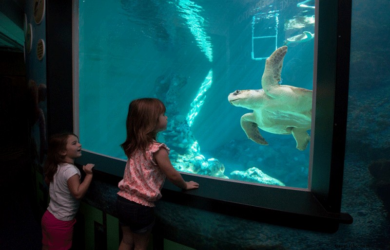 クリアウォーター海洋水族館：救助とリハビリに取り組む