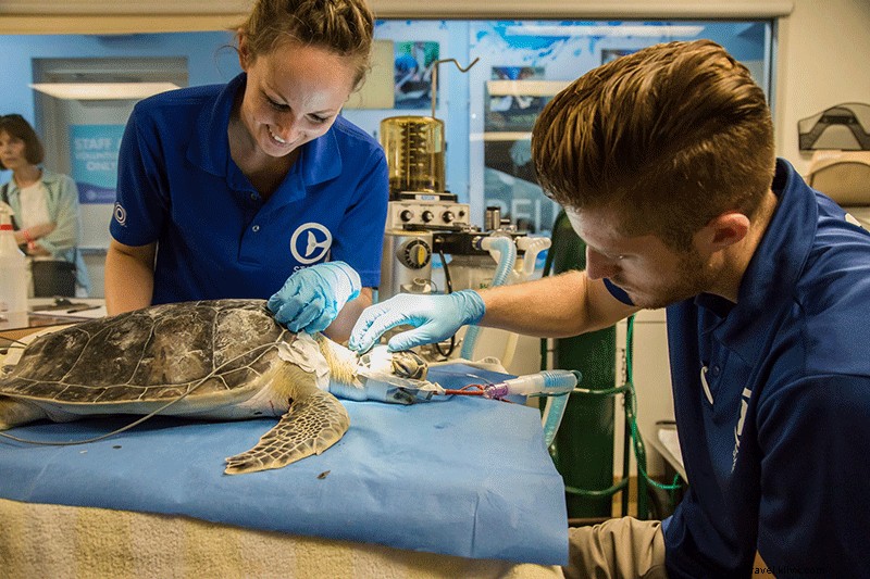 クリアウォーター海洋水族館：救助とリハビリに取り組む