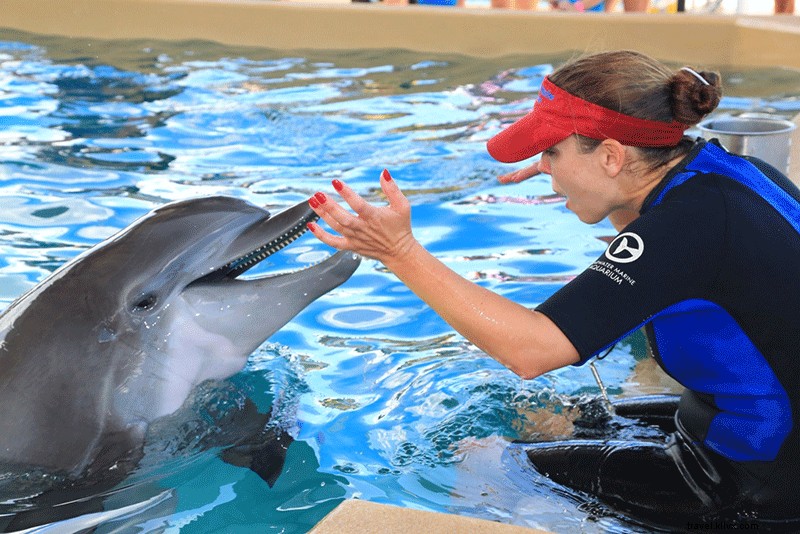 クリアウォーター海洋水族館：救助とリハビリに取り組む