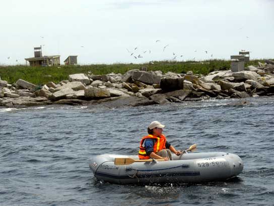 メイン州のツノメドリ復活プロジェクト：希望を届ける絶景写真集