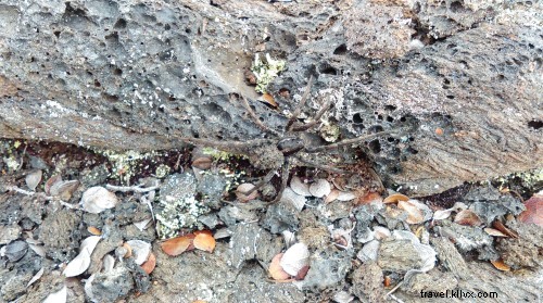 蛾のように光へ引き寄せられた、ハワイの溶岩と狼クモの奇跡