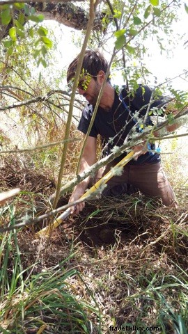 マウナ・ケアでの植樹ボランティア体験
