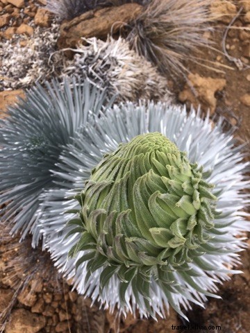 マウナ・ケアでの植樹ボランティア体験
