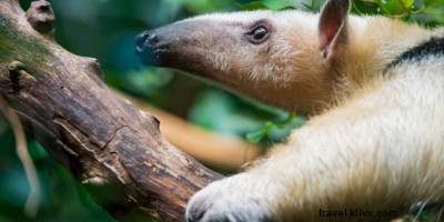 死ぬ前にコスタリカで体験すべき15の素晴らしい体験