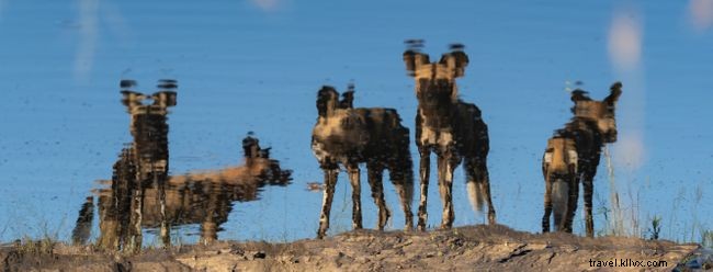 フォトギャラリー：アフリカ野生犬の壮麗な10枚の写真
