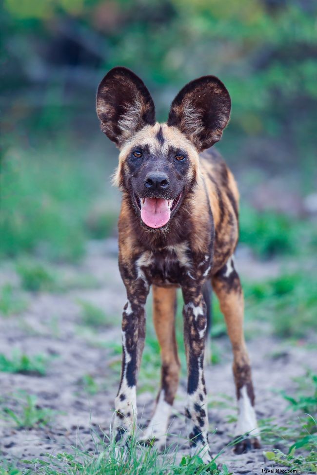 フォトギャラリー：アフリカ野生犬の壮麗な10枚の写真