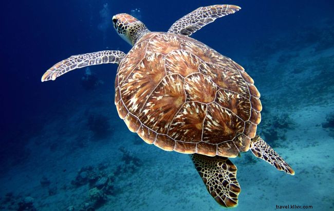 セントヘレナの海で楽しむ7つの絶景