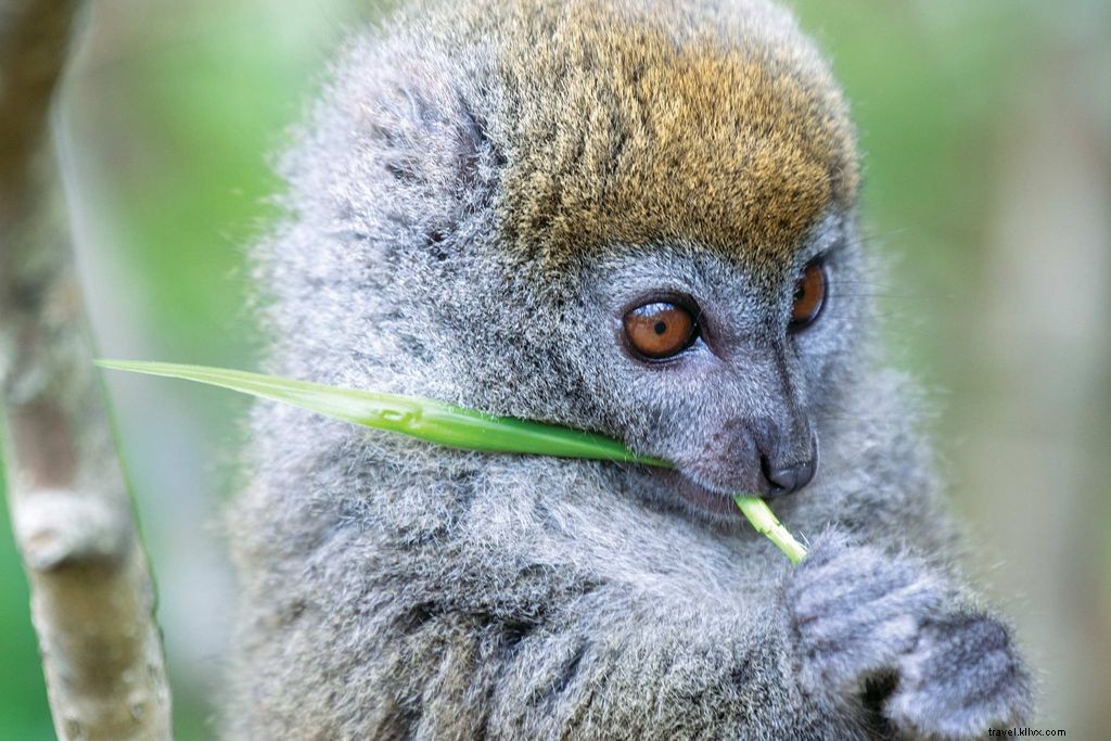 マダガスカルで出会う愛すべきキツネザルたち