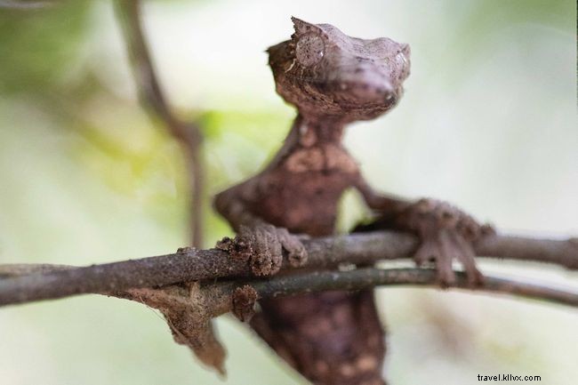 マダガスカルで出会う愛すべきキツネザルたち
