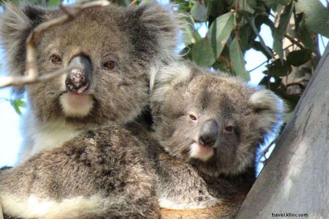 全員が読むべき、心温まる野生動物と保護の9つの物語