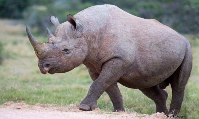 全員が読むべき、心温まる野生動物と保護の9つの物語