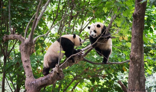 全員が読むべき、心温まる野生動物と保護の9つの物語