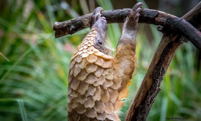 全員が読むべき、心温まる野生動物と保護の9つの物語